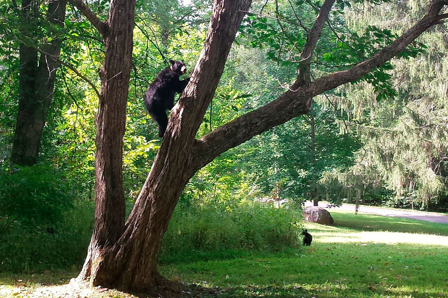 How the Parks Service is using DNA evidence to exonerate bears ...