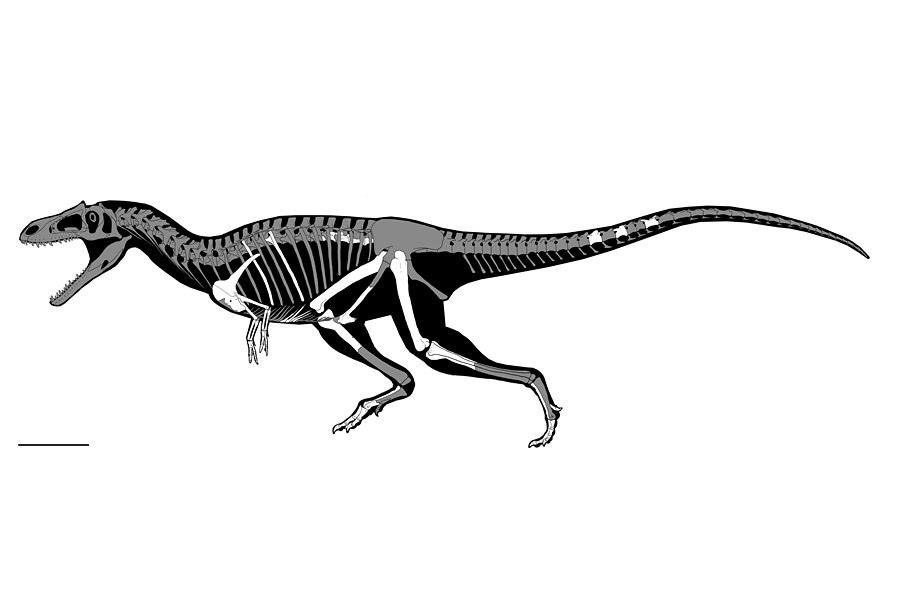 Paleontologists Uncover New Dinosaur With Tiny Arms Like T. Rex