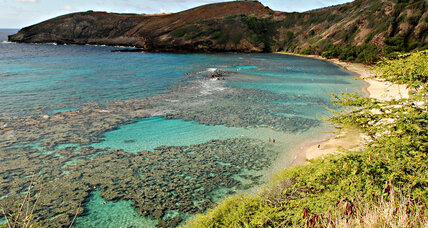 Amazing new microscope reveals corals as they boogie down