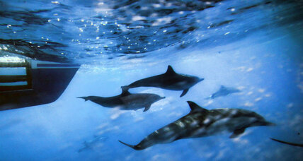 Why a federal court ruled against the US Navy, in favor of whales