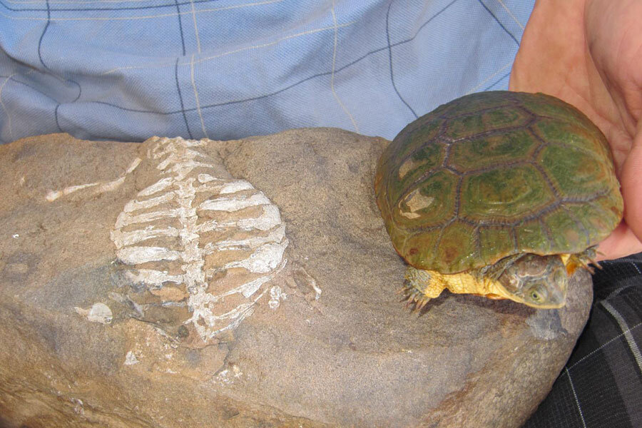 Turtle shells might not have evolved for protection, say