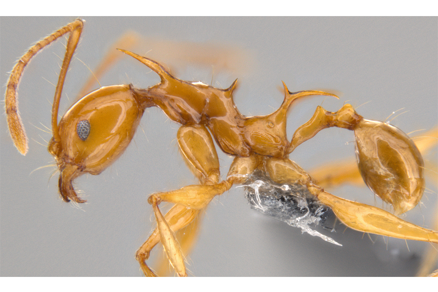 This Ant Species May Support a Controversial Theory on Evolution