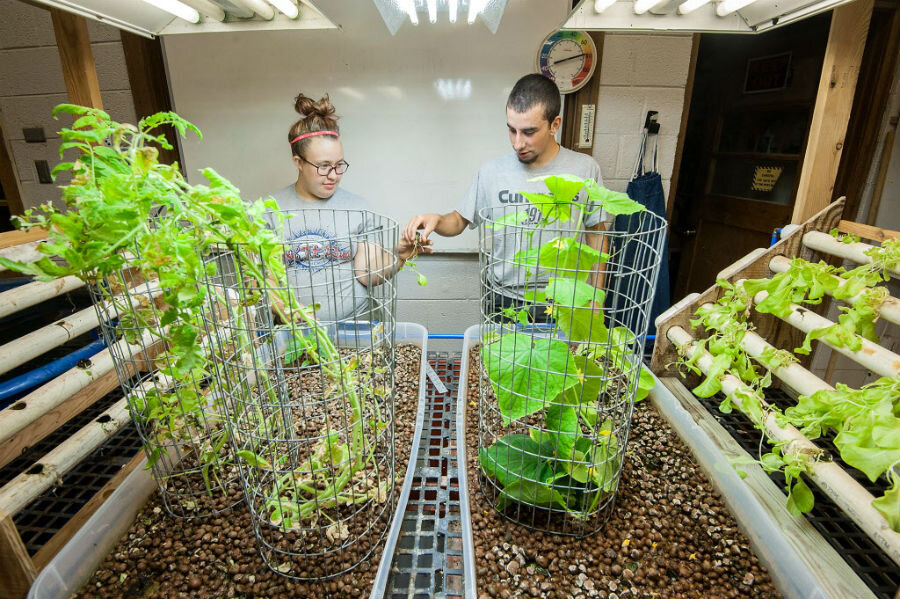 food insecurity lessened through the use of aquaponics
