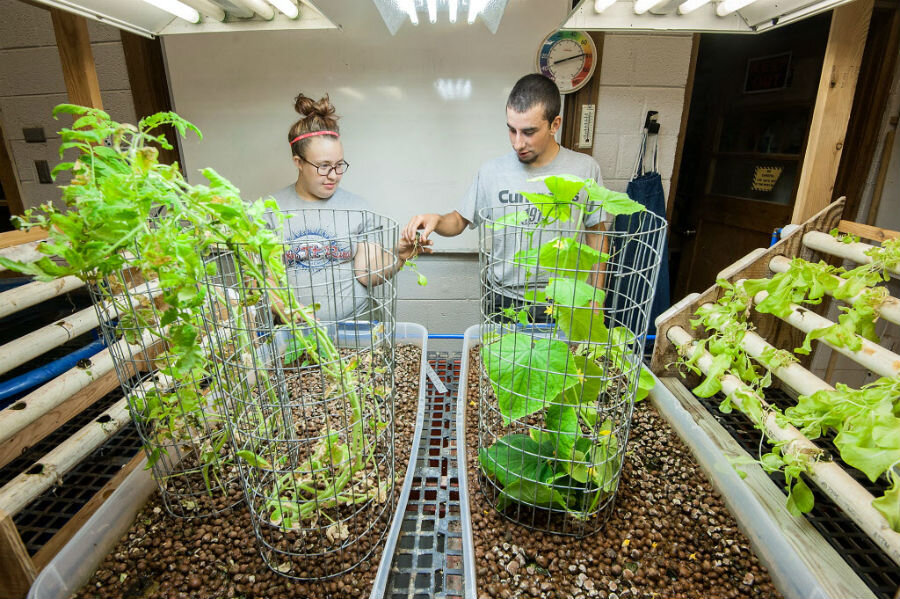 Cost to build aquaponics system Gardening Hydroponics - Growing Plants Without Soil