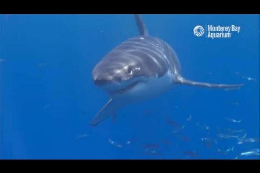 new camera follows sharks