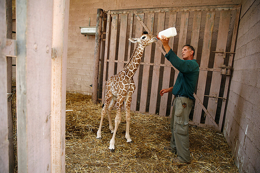 England's Paignton Zoo: Tapping vertical farming to feed animals -  