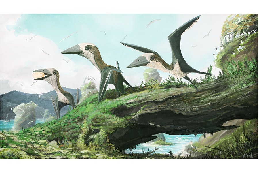 200-million year old Pterosaur 'built for flying