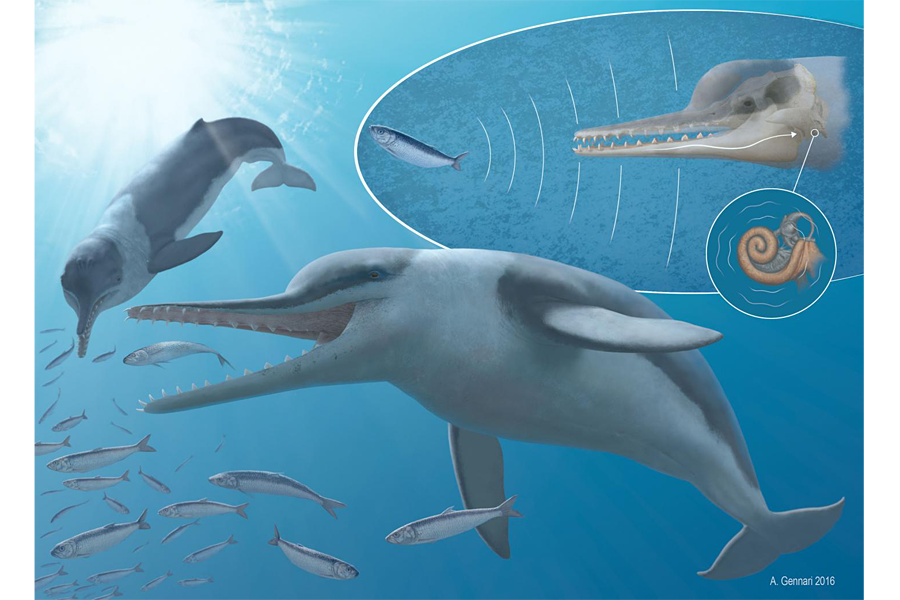 Fossils hold hidden clues to the evolution of whales' incredible hearing -  