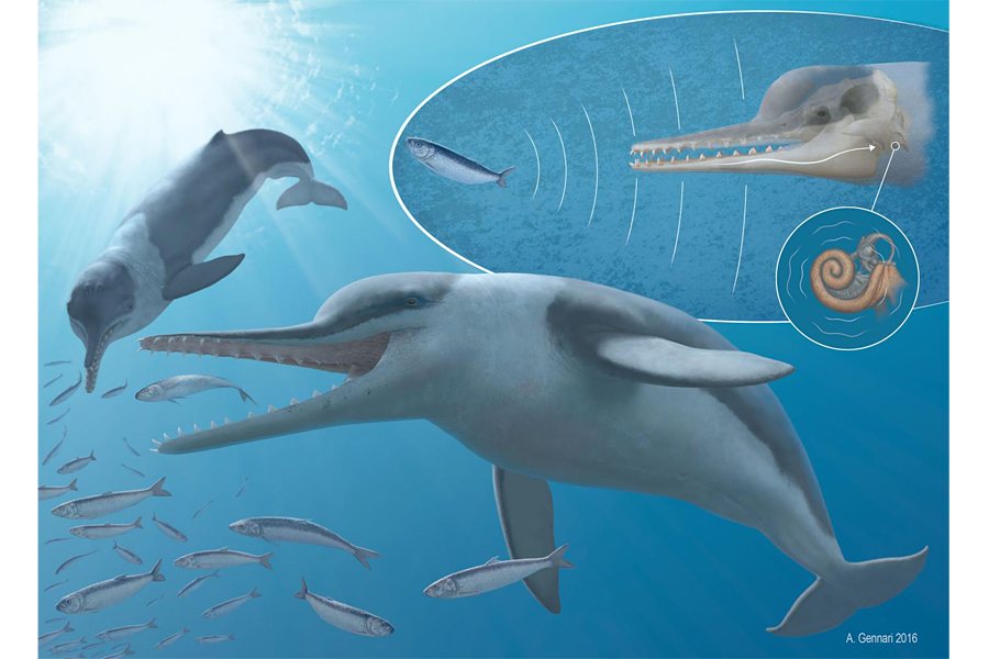 Fossils hold hidden clues to the evolution of whales' incredible hearing - Fossils hold hidden clues to the evolution of whales' incredible hearing -
