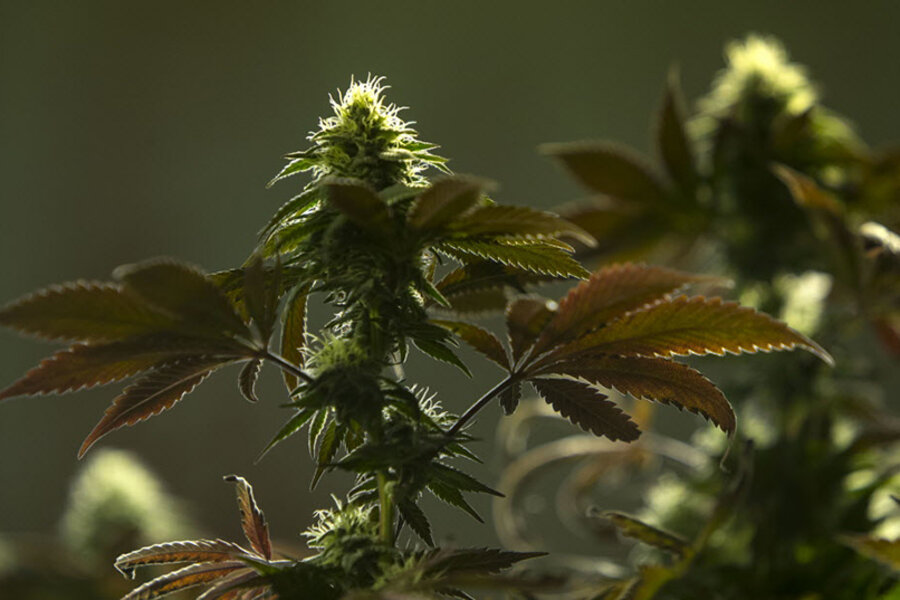DEA rejects marijuana reclassification, despite states' shifting acceptance