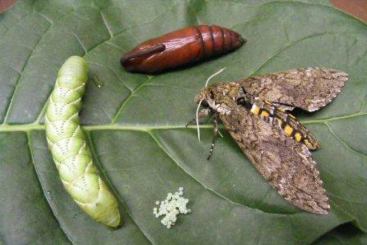 tobacco caterpillar Scientists sequence genome of very hungry caterpillar