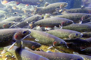 To save its native trout, Yellowstone National Park poisons its