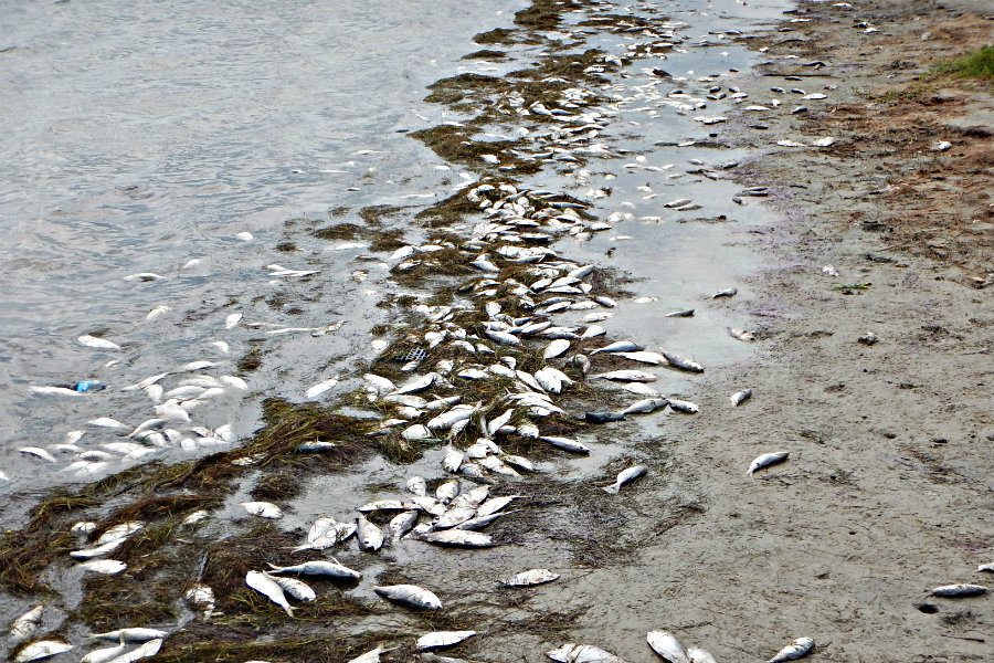 Why did thousands of fish die in New Jersey? - CSMonitor.com