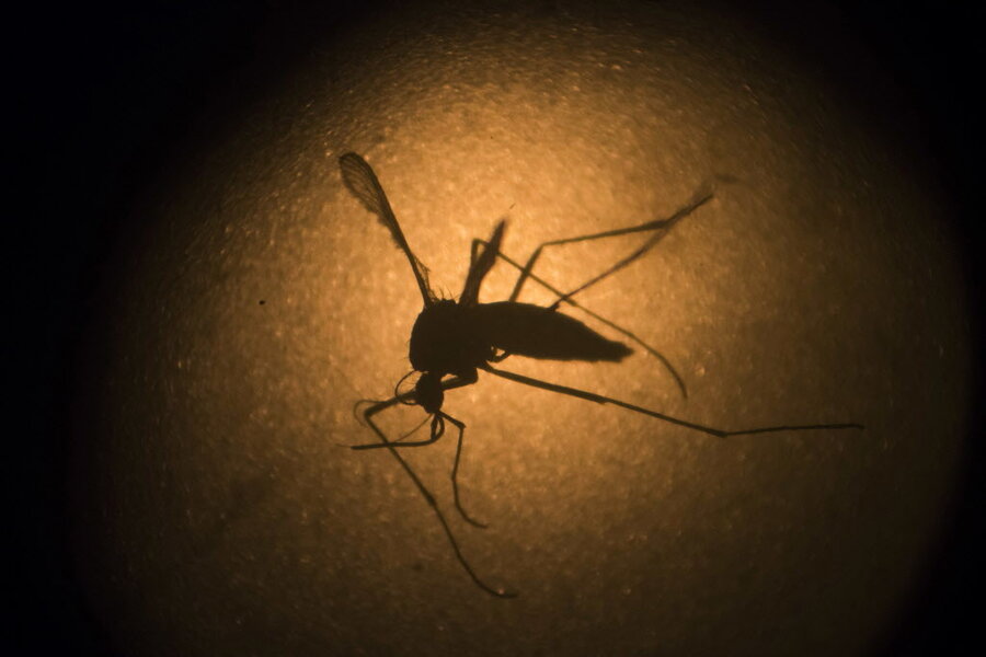 How Gene Editing Is Changing The Game In Endangered Species Protection - b0xc1me