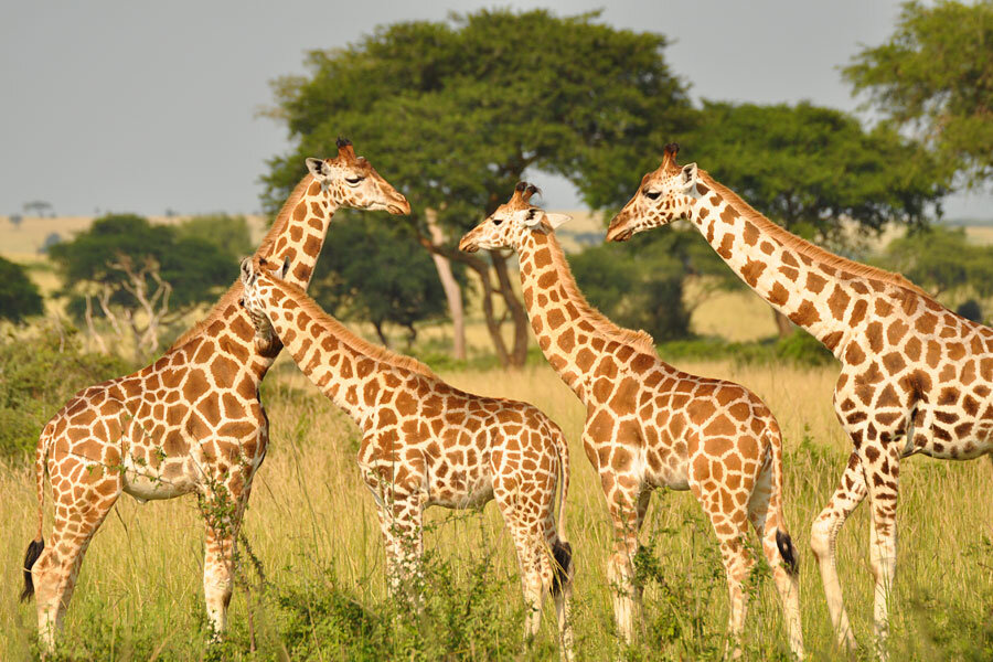 We've been looking at giraffes all wrong for 100 years 
