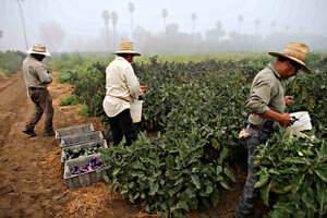 California s Agricultural Workers Overtime Law Victory Hailed As 