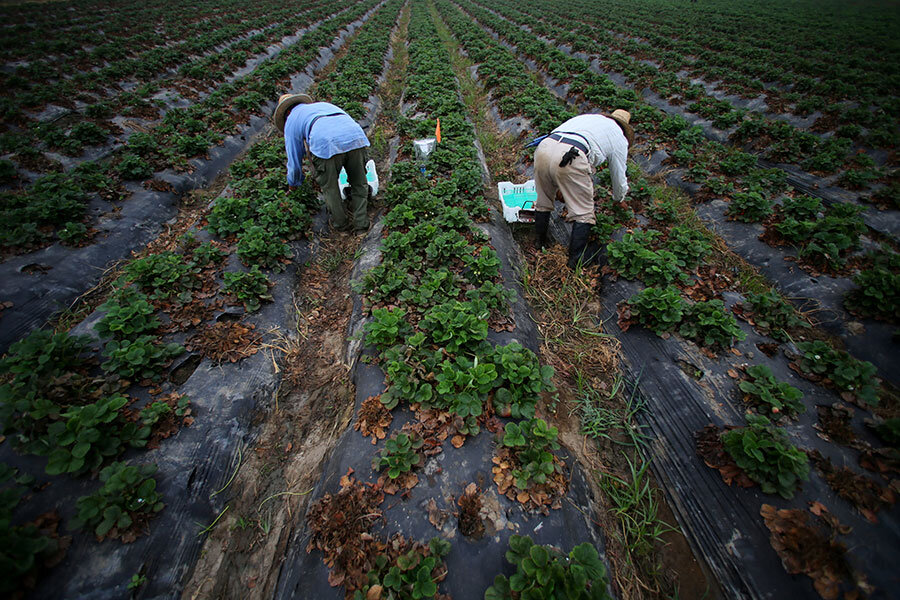 Organic agriculture. Экологическое земледелие. Натуральное земледелие. Органическое сельское хозяйство в России. Органическое сельское хозяйство Германии.