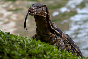 Komodo Dragon And Monitor Lizard Difference | MTC Solutions