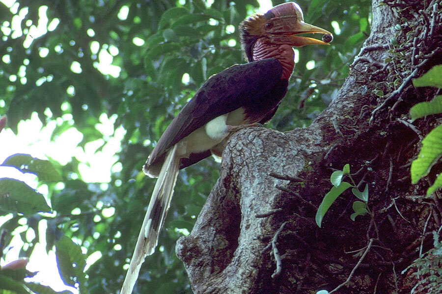 Ivory on wings: Poachers threaten Southeast Asia's 'laughing' bird -  CSMonitor.com