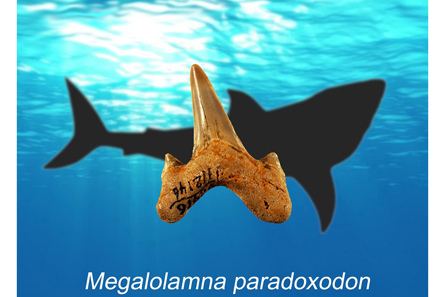 Teeth reveal new extinct species of giant shark 