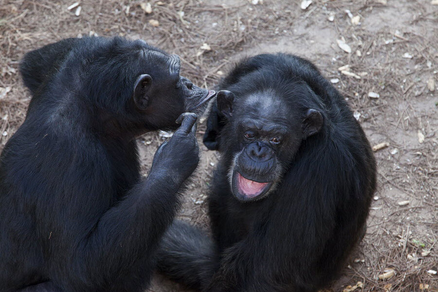 Reading minds? All great apes might be able to see others' points of ...