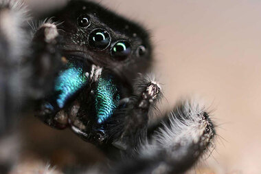 How the Jumping Spider Sees Its Prey - The New York Times