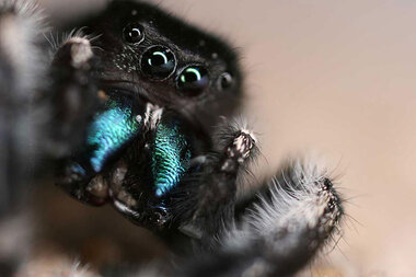 jumping spiders