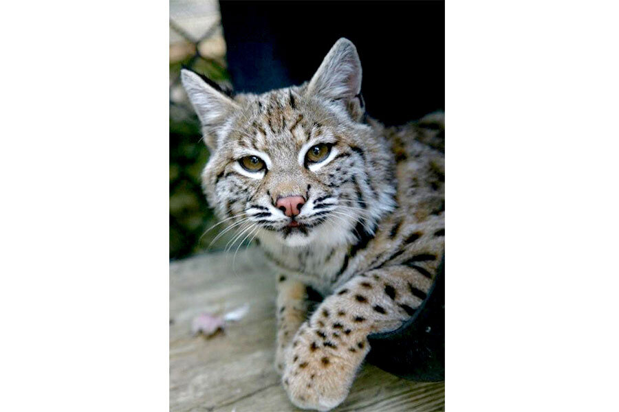 Bobcats in New Jersey