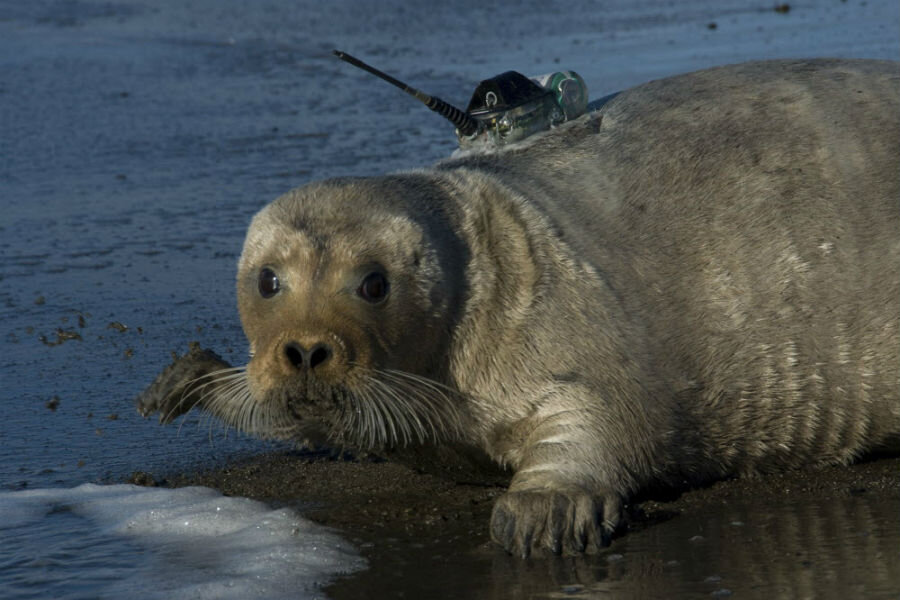 With an eye on climate change, court gives bearded seals endangered