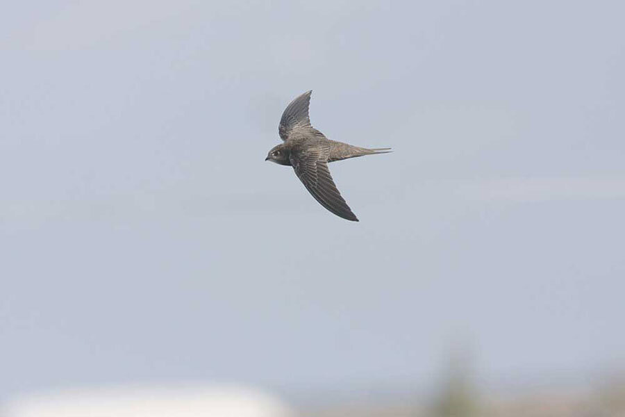 Common Swifts Airborne Life Eat Sleep And Mate Without Touching Earth Csmonitor Com