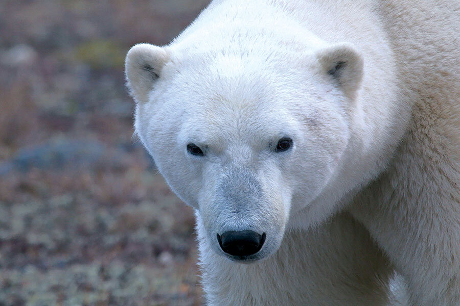 Bears town. Цвет глаз белого медведя. The Town that Polar Bears built. The Town that Polar Bears built English Listening.