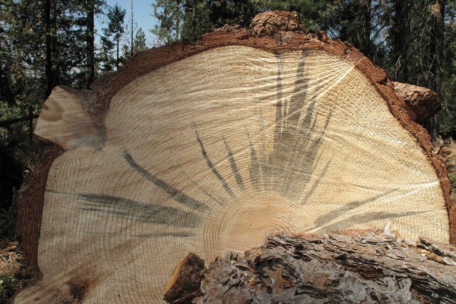 california drought kills 102