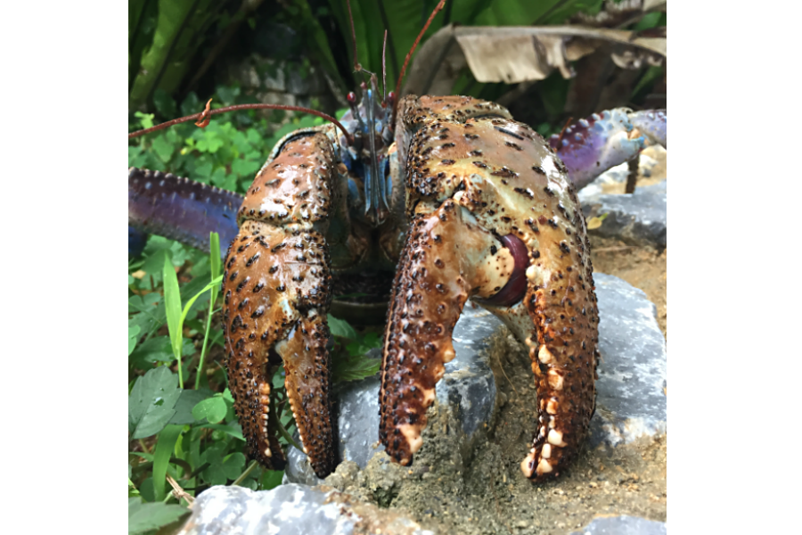 Could this crab have the most crushing claws? 