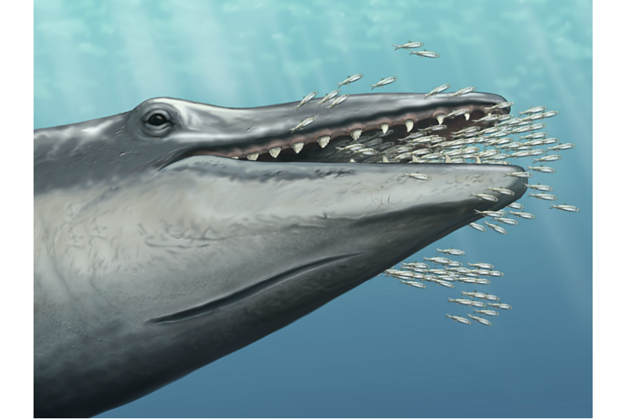 How did baleen whale ancestors lose their teeth? 