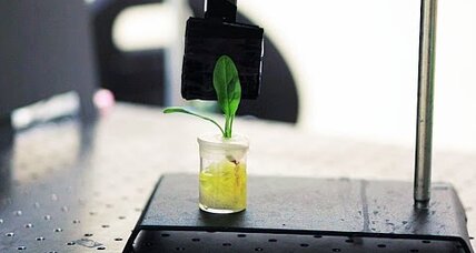 How MIT researchers taught spinach to detect bombs