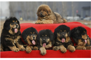 mastiff puppies for free