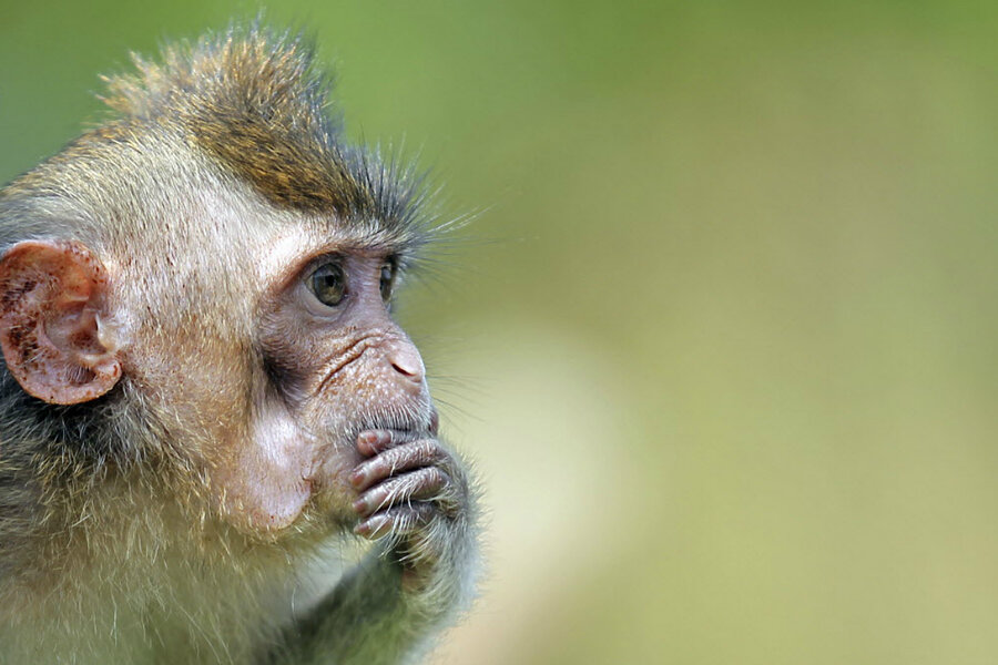 What's Really Keeping Monkeys From Speaking Their Minds? Their