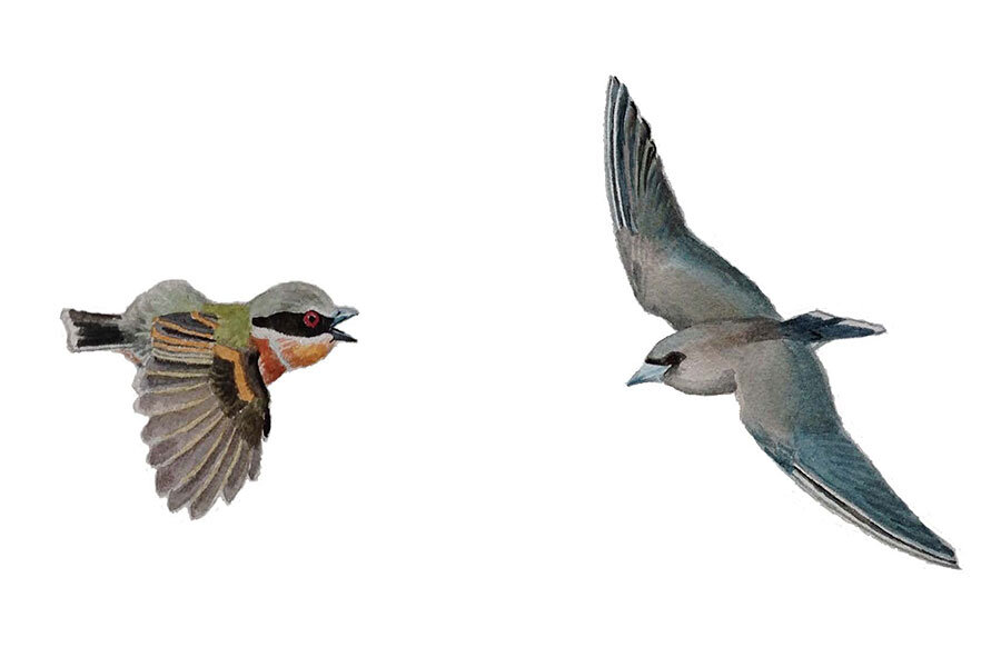 Can you tell where a bird is from just by looking at its wings? -  