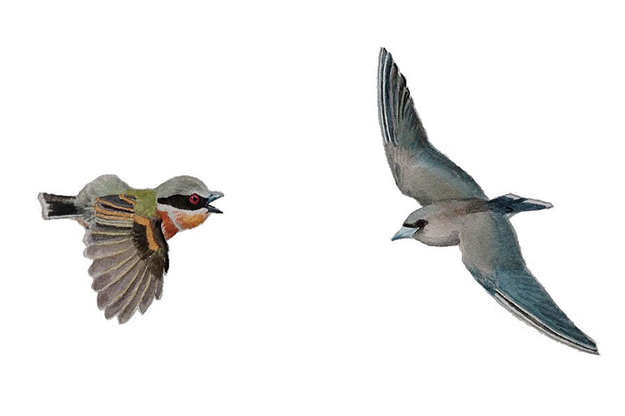 Can you tell where a bird is from just by looking at its wings? - Can you tell where a bird is from just by looking at its wings? -