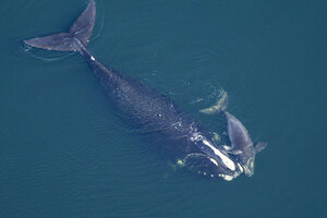 New whale call, dubbed 'Western Pacific Biotwang,' discovered in Mariana  Trench - CSMonitor.com