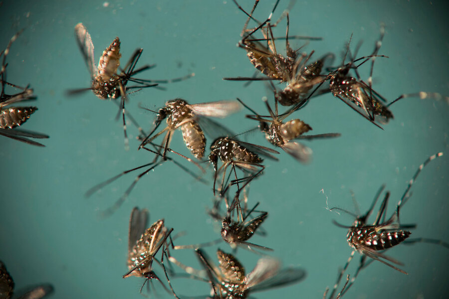 How tracking mosquitoes can shape health policies - CSMonitor.com