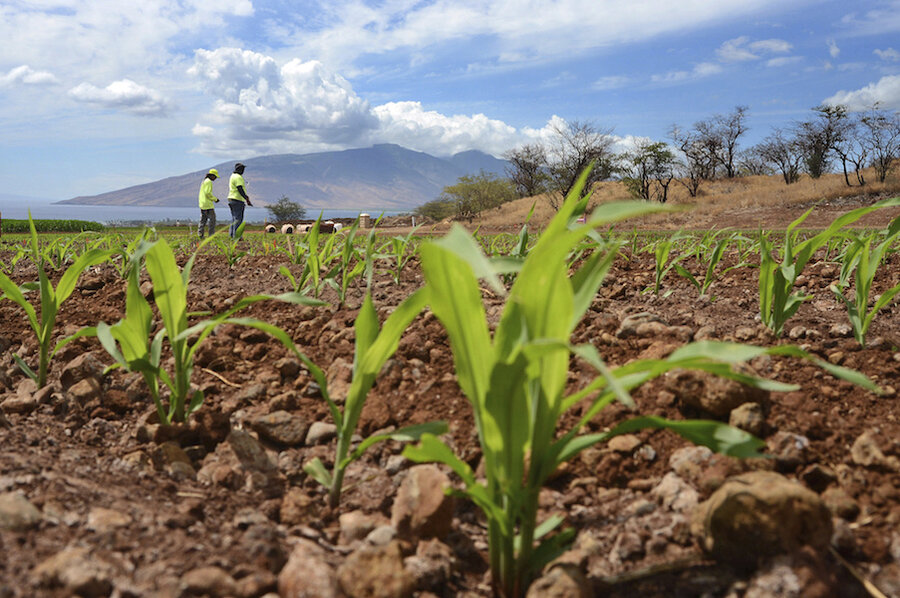 How climate change could affect food prices Biology Diagrams