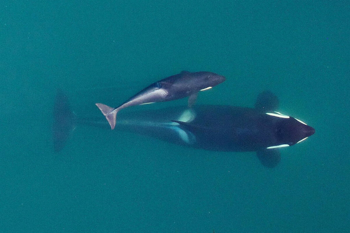 Shark-eating orcas: A window into how new species can arise? - CSMonitor.com