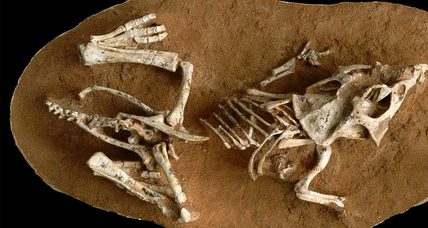 How long does it take to hatch a baby dinosaur egg? Too long, say scientists. 