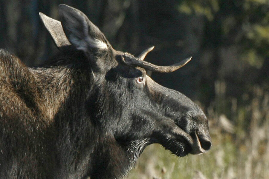 Moose numbers are dwindling, but why?