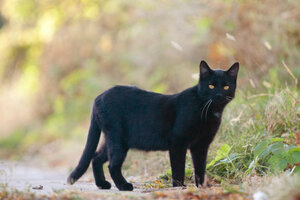 black feral cat