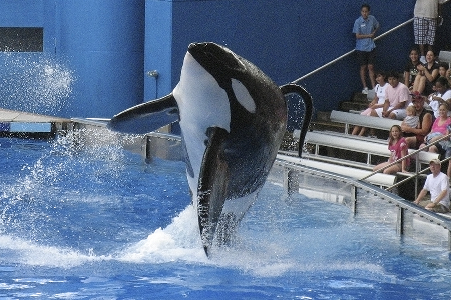 Tilikum legacy How one orca changed SeaWorld Tilikum legacy How one orca changed SeaWorld