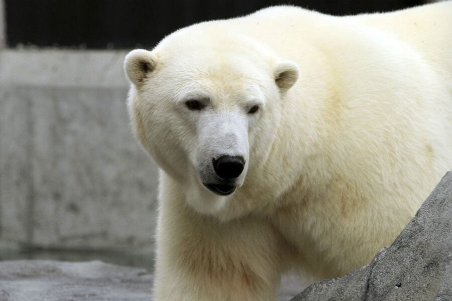 Polar bears are facing climate-driven starvation