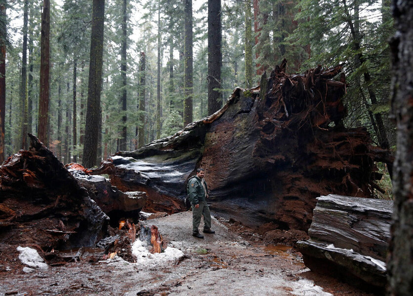 Storm Topples California Drive Thru Tree Can We Save The