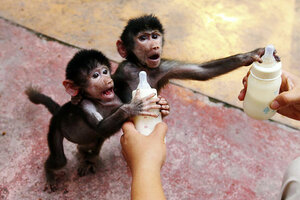 download baboon sounds mp3 download baboon sounds mp3